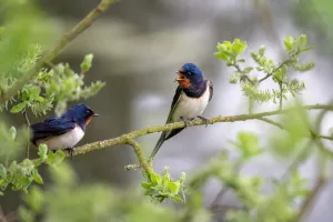 A la découverte de nos oiseaux