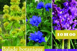 Sortie botanique et apéro musique