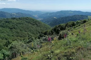 Histoire des paysages du Ballon d’Alsace