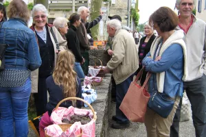 Marché aux truffes d’été
