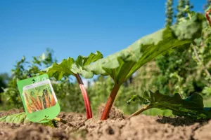 Atelier jardinage avec les jardiniers de Villeneuve d'Ascq