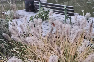 Découverte du Jardin des Grimpantes