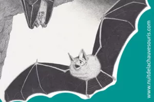 Nuit de la Chauve-Souris dans la Vallée du Thaurion