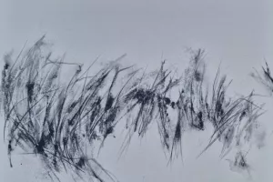 Exposition "Simplement Sauvage" de Patricia Fayat