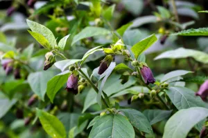 Histoire d’une plante : la belladone