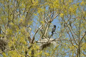 Zoom sur le Grand Cormoran