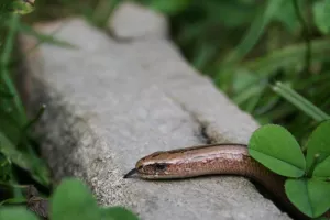 Récré nature - Sifflotements sous les pierres