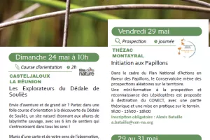Initiation aux Papillons