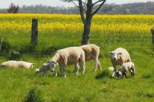 Visite de la ferme expérimentale de l’Unité de Recherche ASTER à Mirecourt