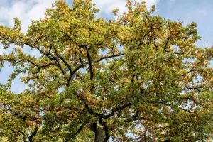 Histoires en familles : Auprès de mon arbre