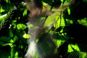 Songe d’une nuit de mai - Saison Ah ?