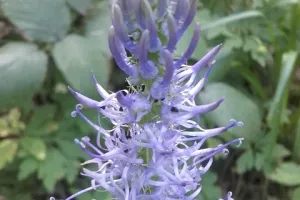 Sortie découverte des plantes sauvages comestibles et médicinales