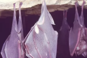 Nuit de la Chauve-Souris