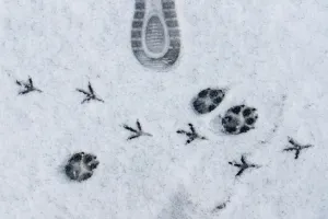 Événement Nature & Vous - Sur la piste des animaux