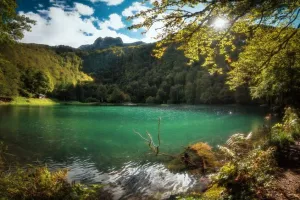 Bain de forêt guidé