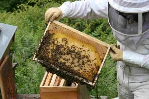 Visite à la Ferme : Abeilles et délices