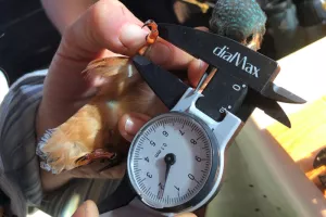 Bague à la patte à Terres d'Oiseaux