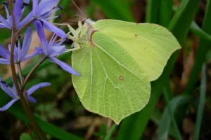 Minute papillon !