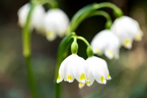 Atelier : Mon muguet porte bonheur