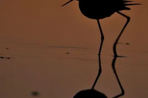Les visiteurs du soir