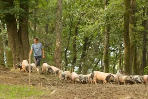 Visite d'une ferme familiale de porcs Kintoa et de piment d'Espelette