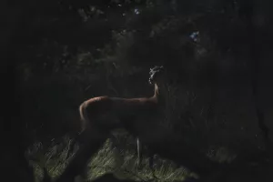 Sortie nature - Au coeur de la nuit, sur les traces de la faune sauvage