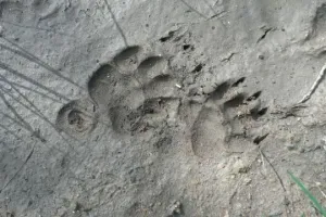 Pisteurs de la vie sauvage
