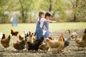 Visite d’une ferme pédagogique