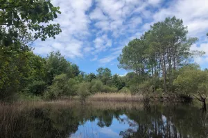 Balade nature : Printemps sur la lagune