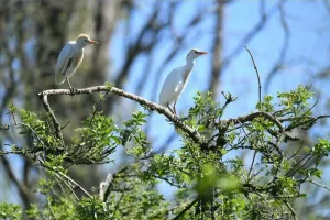 Balade naturaliste : les ailes du crépuscule