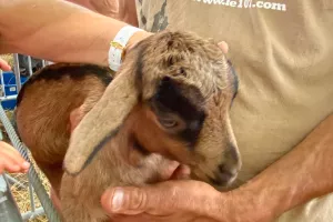 Foire aux bestiaux et à l'agriculture locale