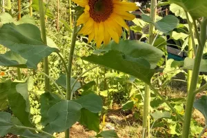 Visite des Jardins Familiaux de Castanet-Tolosan
