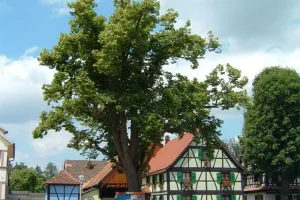 Fête du Tilleul