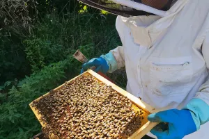Rucher ouvert au public