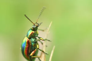 A la découverte des insectes au parc de la Haute-Ile