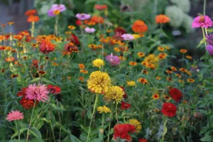 Jardin : mise en fleurs