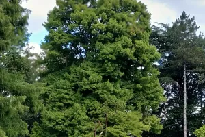 Balade au parc Victor Thuillat - Visite Guidée