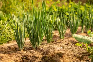 Troc de plants