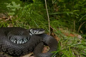 Les reptiles de la Saligue