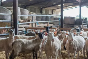Visite de la Ferme Périvier : traditions et terroir à Saint-Pierre-de-Maillé