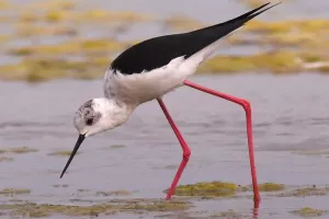 Stage photographie animalière en marais breton