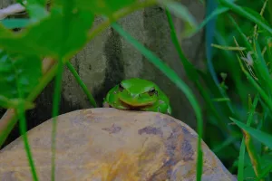 Les grenouilles et la mare, à la Cueillette de l'Aragnon