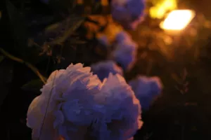 Peines d'amour perdues - Shakespeare