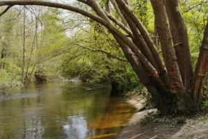 Pédalons au fil de l'eau, de Cantinolle à la Plaine de Gajac (le long de la piste cyclable)