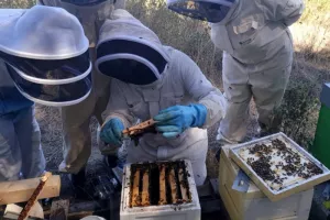 Journée apiculteur à la miellerie de l'Abeïau à Cruzy
