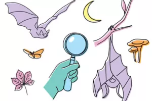 SEVRES : A la découverte des ombres volantes et autres animaux nocturnes !