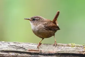 Formation Chants d'oiseaux