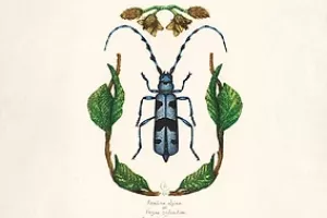 Exposition: Histoires entomologiques (Centre culturel)