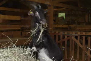 "De la ferme au fromage"