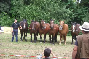 Foire aux bestiaux